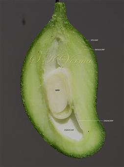  V.S. Young Fruit (Drupe)